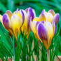Crocus Advance 