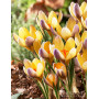 Crocus Advance 