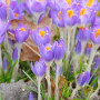 Crocus Barr’s Purple