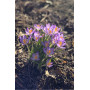 Crocus Barr’s Purple