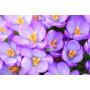 Crocus Barr’s Purple