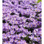 Crocus Barr’s Purple