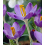 Crocus Barr’s Purple
