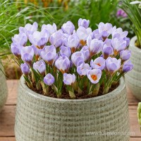 Crocus Blue Pearl 