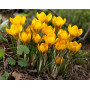 Crocus Dorothy