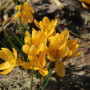 Crocus Dorothy