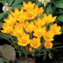 Crocus Dorothy