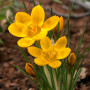 Crocus Dorothy