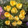 Crocus cu floare mare Yellow Mammouth
