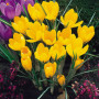 Crocus cu floare mare Yellow Mammouth