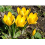 Crocus cu floare mare Yellow Mammouth