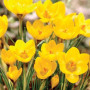 Crocus cu floare mare Yellow Mammouth