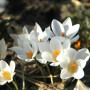 Crocus Miss Vain