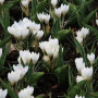 Crocus Miss Vain
