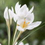 Crocus Miss Vain