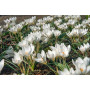Crocus Miss Vain