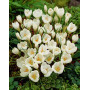 Crocus Miss Vain
