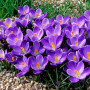 Crocus Remembrance