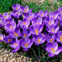 Crocus Remembrance