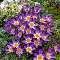 Crocus Sieberi Tricolor