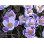 Crocus Vanguard 