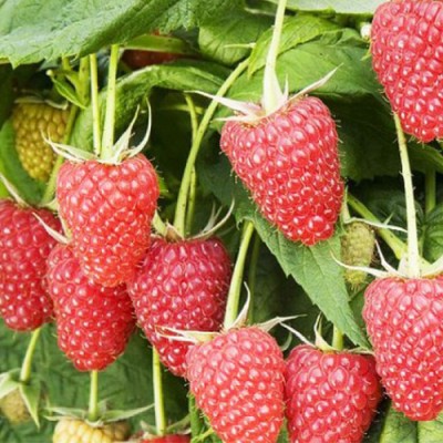 Zmeura Atlant Premium (zmeura-copac)