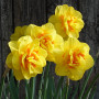 Narcisa Obdam