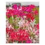 Nerine Bowdenii Isabella
