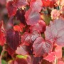 Parthenocissus tricuspidata Veitchii