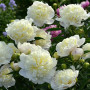 Bujor Duchesse De Nemours