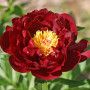 Bujor Red Glory