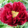 Bujor Red Glory