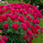 Bujor Red Sarah Bernhardt
