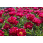 Bujor Red Sarah Bernhardt