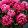 Bujor Red Sarah Bernhardt