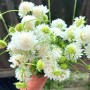 SCABIOSA ATROP. QIS WHITE ( BLANC ) 10 sem.