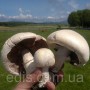 Шампиньон садовый 50 г (мицелий грибов)
