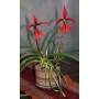 Sprekelia formosissima 
