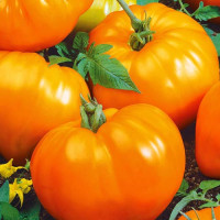 Томат Микадо оранжевый 0,1Г