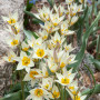 Lalea turkestanica