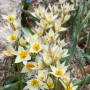 Lalea turkestanica