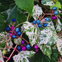 Ampelopsis glandulosa Elegans