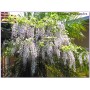 Wisteria floribunda Kuchi-beni 