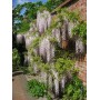 Wisteria floribunda Kuchi-beni 