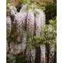 Wisteria floribunda Kuchi-beni 
