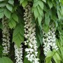 Wisteria floribunda Shiro-noda