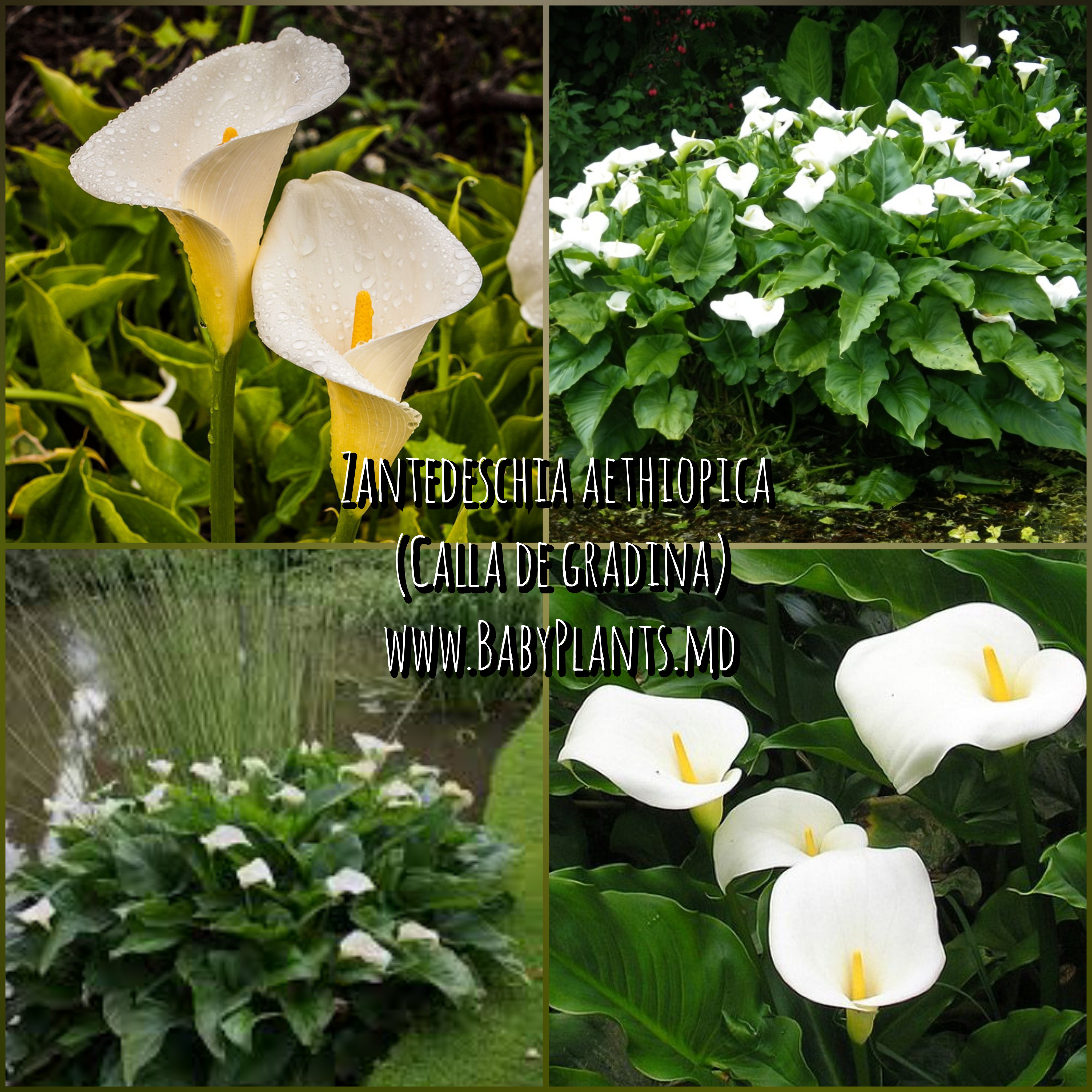 Zantedeschia Aethiopica - Giglio Calla Bianco / Giglio Arum - Pacco Da 10 Bulbi O Semi - Foto 6